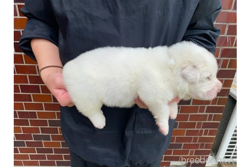 成約済の千葉県のグレートピレニーズ-313612の10枚目